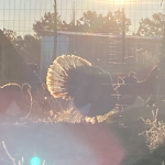 A turkey spreads its feathers to capture the first rays of the day on the Covenant Pathways Spirit Farm