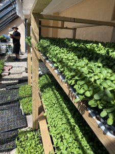 Crops in a greenhouse